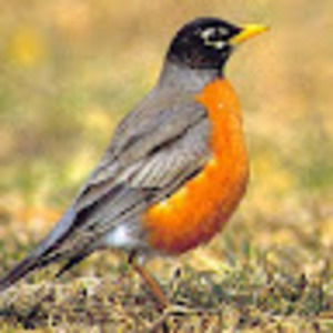 Meet your Posher, Robin